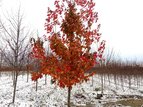 四、購置我們的紅楓后，成活率怎么樣？