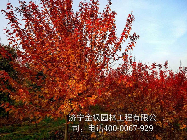 三、購買我們紅楓具體流程是怎么進(jìn)行的？