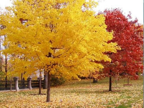 一、我們的紅楓為何能保障在同類產(chǎn)品中價(jià)錢低？